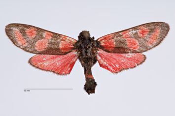 Vorschaubild Zygaena (Agrumenia) carniolica pinskica ab. cingulata Reiss, 1941